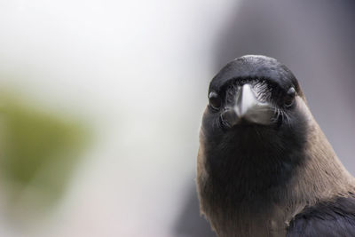 Close-up portrait of bird