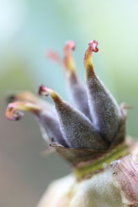 Close-up of flower buds