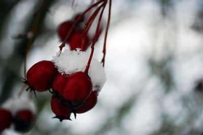 Close-up of frozen berries on tree