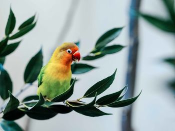 Close-up of parrot perching on branch