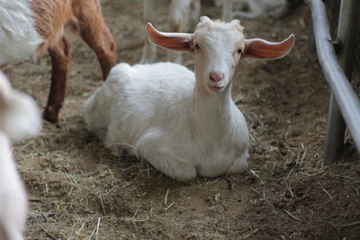 View of a sheep on field