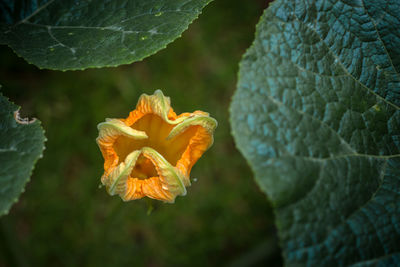 Close-up of orange flowering plant