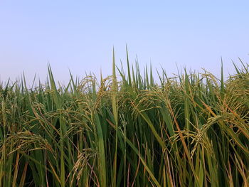 Close-up of crops growing on field against clear sky