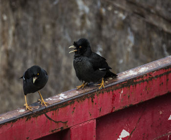 High angle view of black bird perching on metallic railing