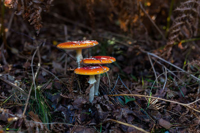 Close-up of mushroom growing on field