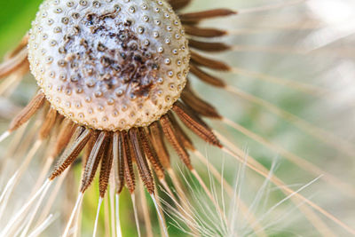 Close-up of dandelion on plant