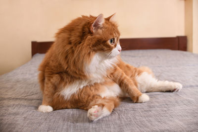 pet