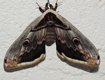 Close-up of fish on wall