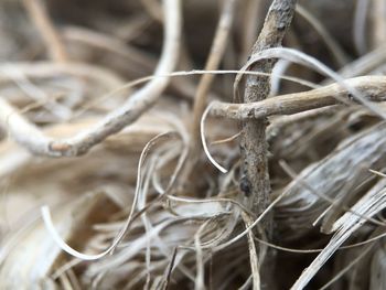 Close up of leaf