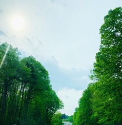 Low angle view of trees against sky on sunny day