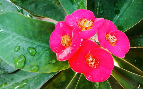 Close-up of water drops on pink rose