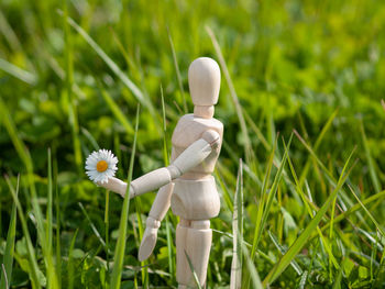 Close-up of white flowering plant on field