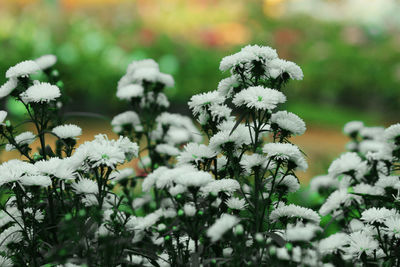 Close up of white flowers