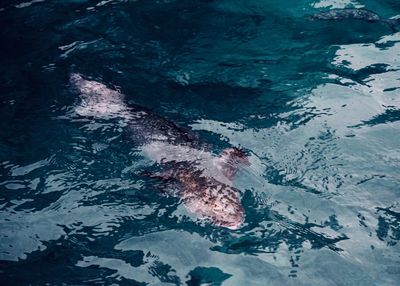 High angle view of turtle in sea