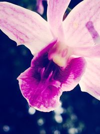 Close-up of pink flowers