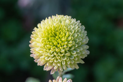 Close-up of yellow flowering plant