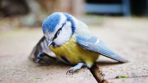 Close-up of bird