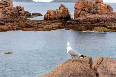 Seagull on rocks at coastline