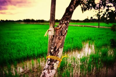 Close-up of tree trunk in field