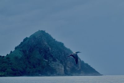 Bird flying over sea against sky