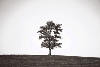 Tree on field against clear sky