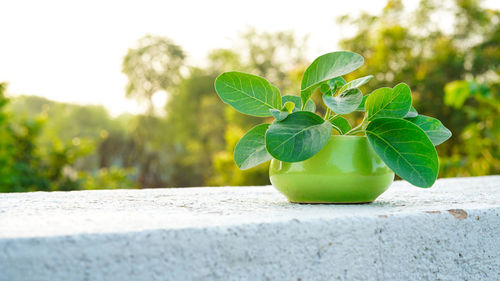 Close-up of potted plant on table