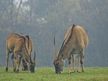 Horses grazing in a field