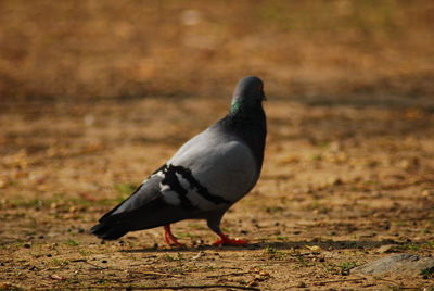 Black bird on a land