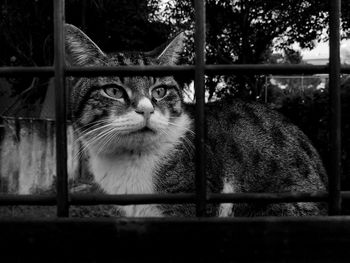 Another cat behind the bars.