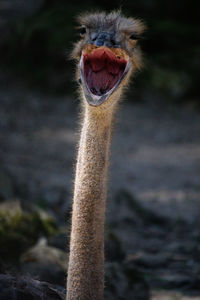 Close-up portrait of ostrich