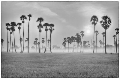 Palm trees on field against sky