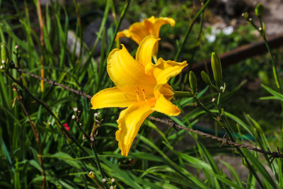 Close-up of yellow day lily blooming outdoors