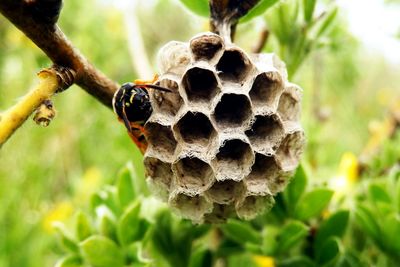 Detail shot of hive against blurred background