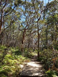 Trees in forest against sky