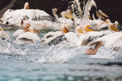 Pelicans on a lake