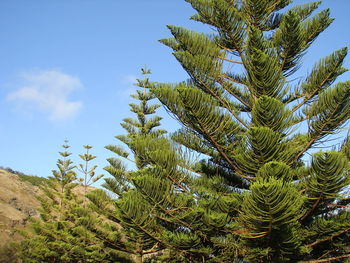 Low angle view of trees against blue sky
