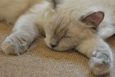 Close-up of cat sleeping