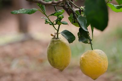 Close-up of fruits growing on tree