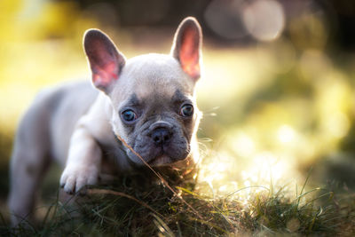 Close-up portrait of dog on field