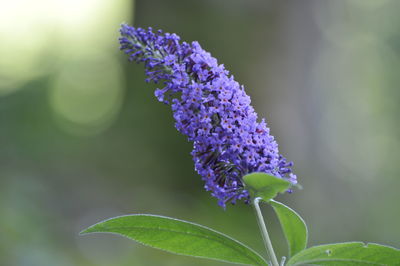 Close-up of purple flowering plant