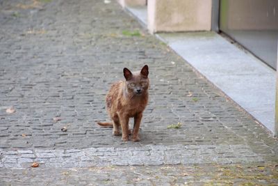 Portrait of cat standing on footpath