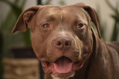 Close-up portrait of dog