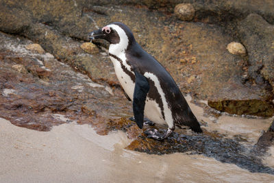 African penguins at seaforth beach colony in cape town, south africa