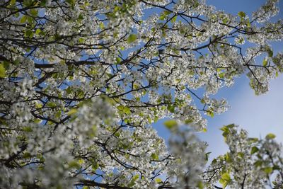 Low angle view of apple blossoms in spring