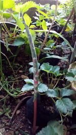 High angle view of plants growing on field