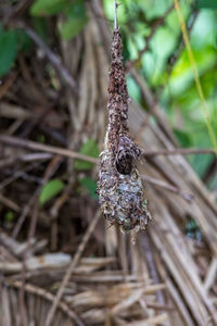 Close-up of frozen plant