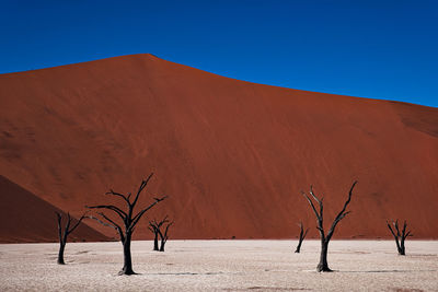 Bare tree on sand dune against clear sky