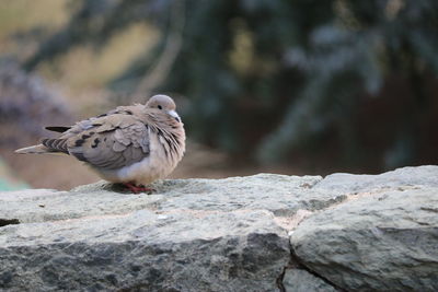 Close-up of bird perching on rock