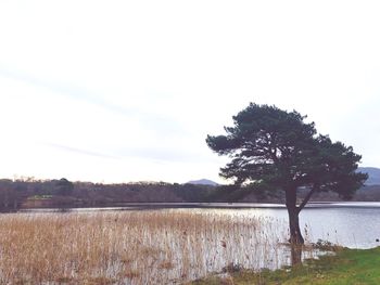 Tree on field by lake against sky