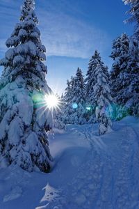 Snow covered pine trees against bright sun